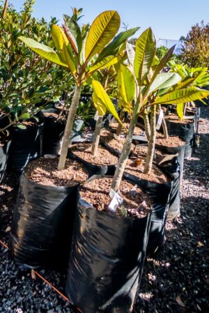 Plumeria Rubra Maroon 10lt (Frangipani)