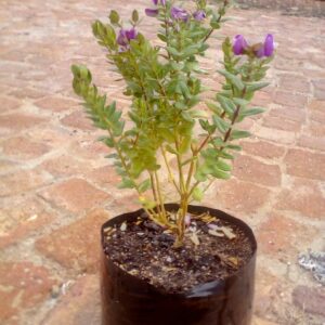 Polygala Myrtifolia 4lt
