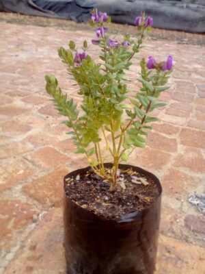 Polygala Myrtifolia 4lt
