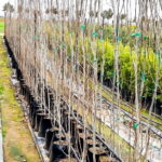 Populus Simonii 20lt (poplar Tree)