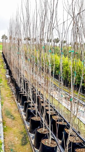 Populus Simonii 20lt (poplar Tree)