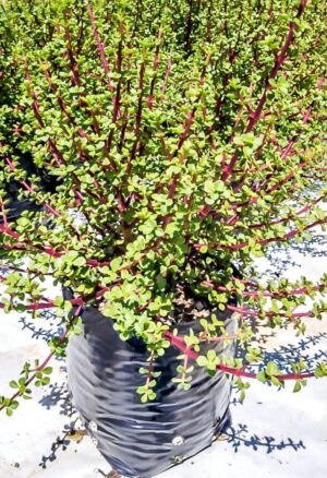 Portulacaria Erects 10lt