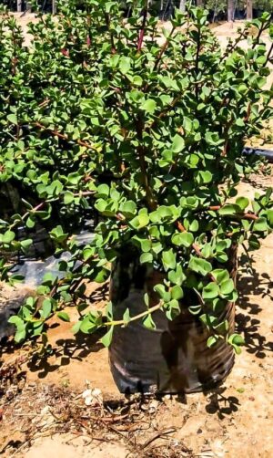 Portulacaria Green Giant 20lt