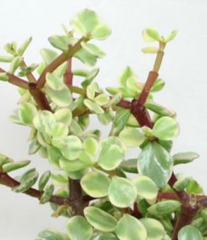 Portulacaria Variegated 10lt