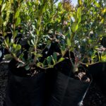 Rhaphiolepis x. Delacouril Alba 10lt