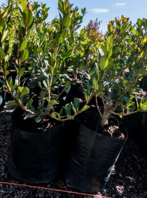 Rhaphiolepis x. Delacouril Alba 10lt