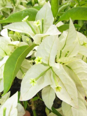 Arnelia Bougainvillea Rijnstar White 22cm Pot