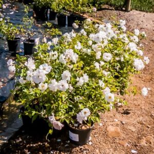 Iceberg Floribunda Rose 19cm