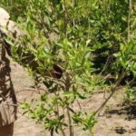 Combretum Erythrophyllum 20lt