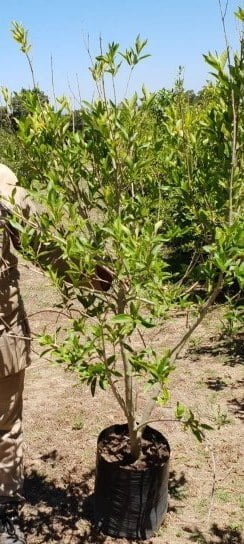 Combretum Erythrophyllum 20lt