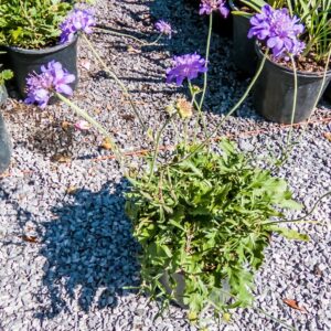 Scabiosa Butterfly Blue 17cm