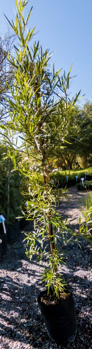 Searsia Lancea 10lt