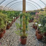 Solanum Jasminoides 10lt