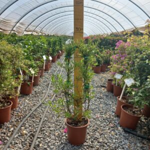 Solanum Jasminoides 10lt