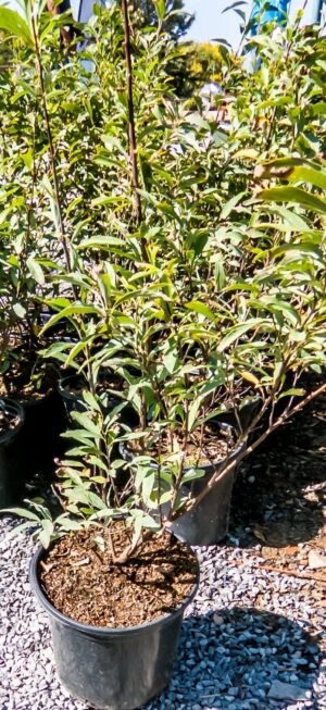 Spiraea Cantoniensis 'Flore Pleno' 17cm