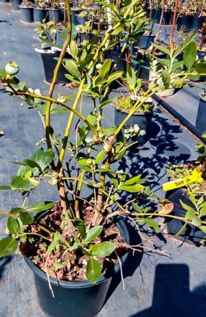Star Blueberry 19cm pot