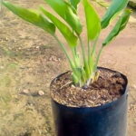 Strelitzia Reginae 10lt