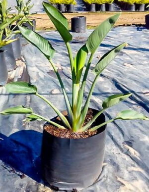 Strelitzia Reginae 20lt