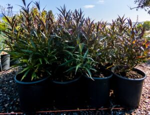 Strobilanthus Anisophyllus 17cm