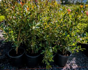 Syzigium Paniculaturn 17cm (Eugenia)