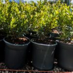 Syzygium Pondoense 17cm Pot