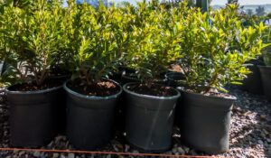 Syzygium Pondoense 17cm Pot