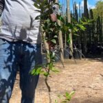 Tahiti Lime Tree 20lt