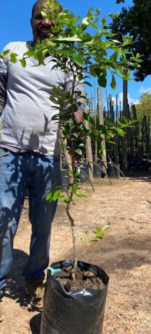 Tahiti Lime Tree 20lt