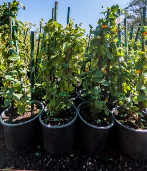 Thunbergia Alata 4.5lt (Black Eyed Susan)