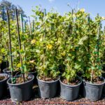 Thunbergia Alata Lutea 4.5lt (Black Eyed Susan)