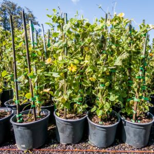 Thunbergia Alata Lutea 4.5lt (Black Eyed Susan)