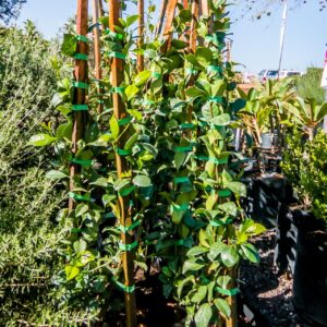 Trachelospermum Jasminoides 10lt Star Jasmine