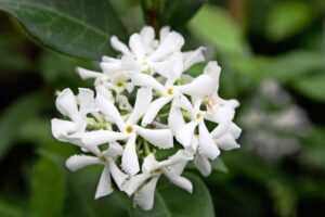 Trachelospermum Jasminoides 20lt Star Jasmine