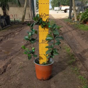 Trachelospermum Jasminoides 17cm Pot Star Jasmine