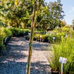 Vachellia Xanthophloea 10lt