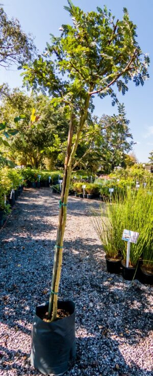 Vachellia Xanthophloea 10lt