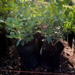 Viburnum Tinus Lucidum 10lt