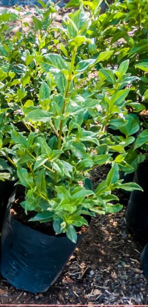 Viburnum Tinus Lucidum 10lt