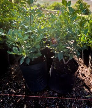 Viburnum Tinus Lucidum 10lt