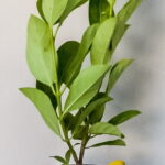 Viburnum Sinensis 17cm