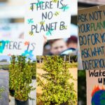 Portulacaria Afra, Spekboom 10lt