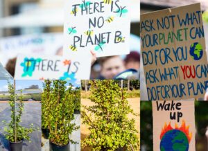 Portulacaria Afra, Spekboom 10lt