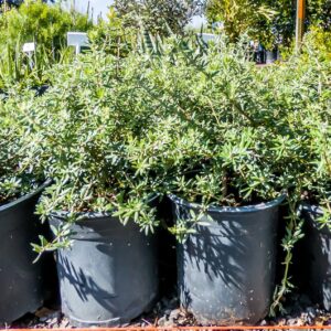 Westringia Fruticosa White 4lt