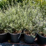 Westringia Fruticosa Blue 4lt