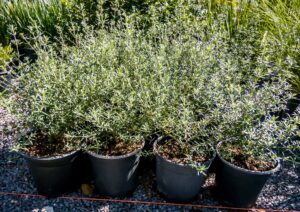 Westringia Fruticosa Blue 4lt