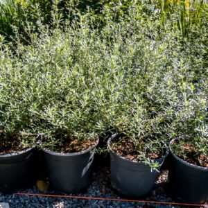 Westringia Fruticosa Blue 4lt