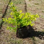 Duranta Sheenas Gold 4lt