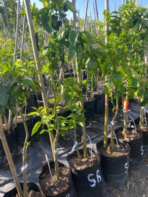 Grapefruit Ruby 20lt