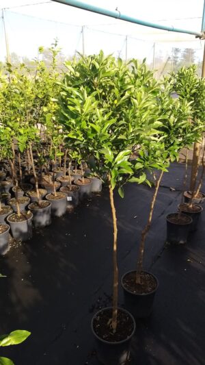 Kumquat Tree 24cm pot