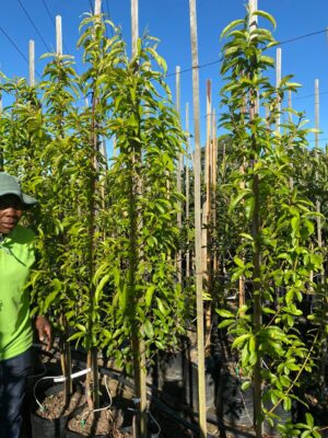 Peach Oom Sarel 20lt
